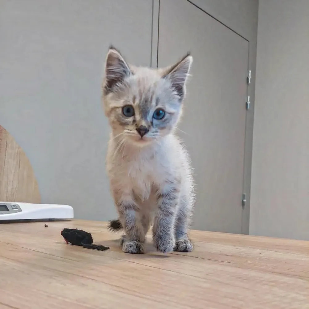 dentisterie vétérinaire à Sainte-Hélène