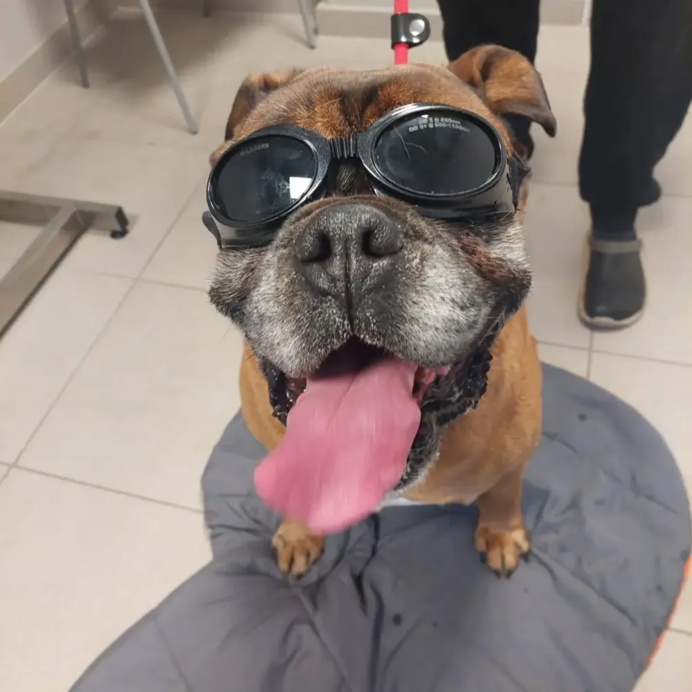 soins vétérinaires nac à Sainte-Hélène