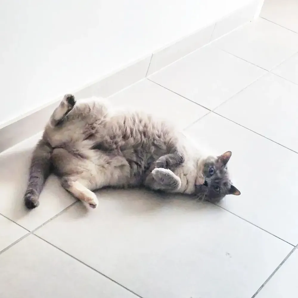 facebook_1769634817208_7422386392357209989