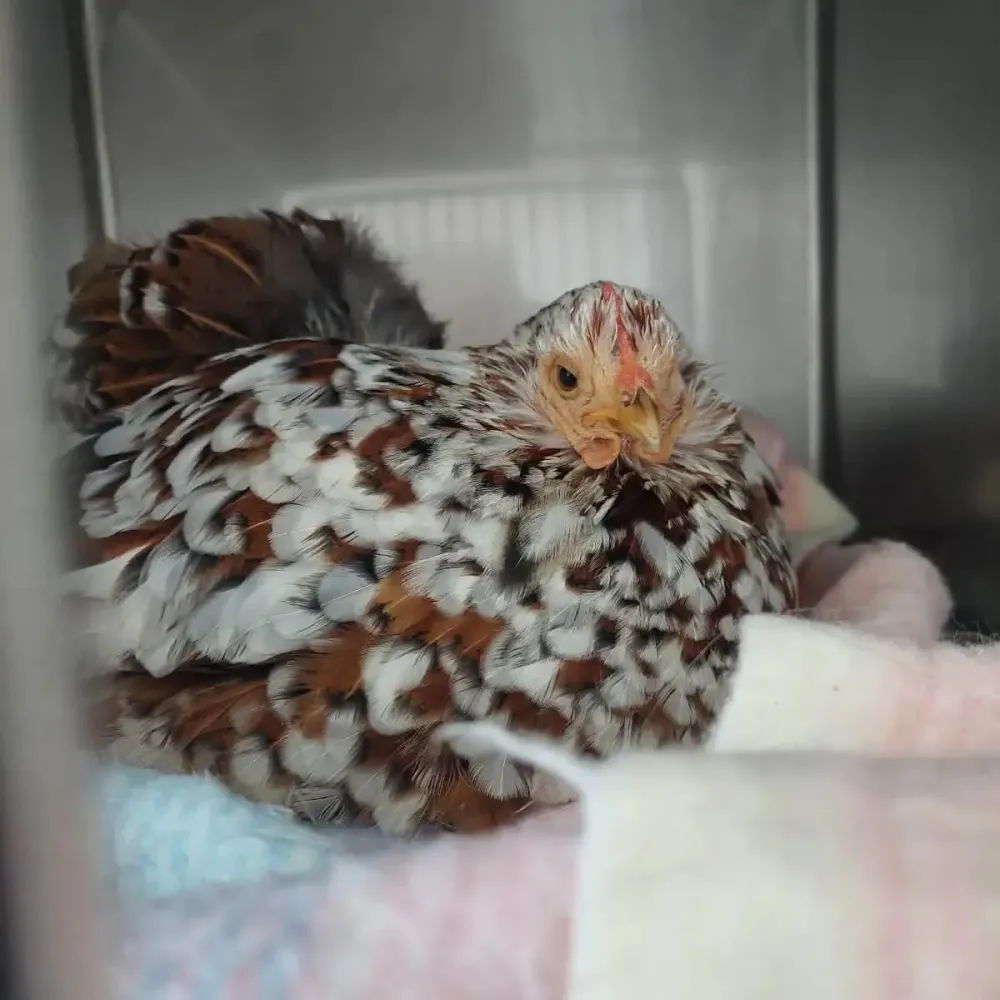 facebook_1769635292577_7422388386198347878